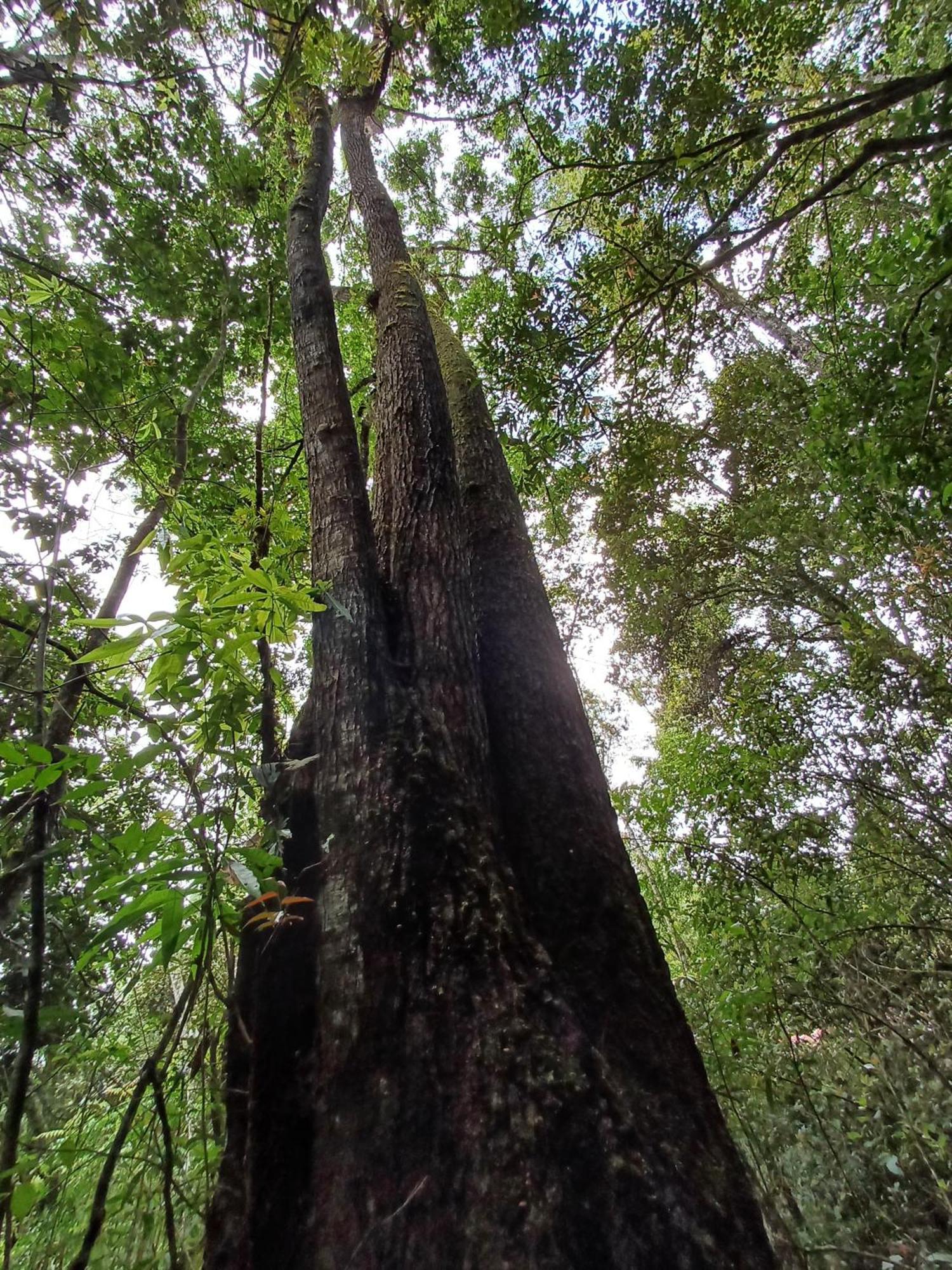 Paraiso Verde Chijou Bagian luar foto