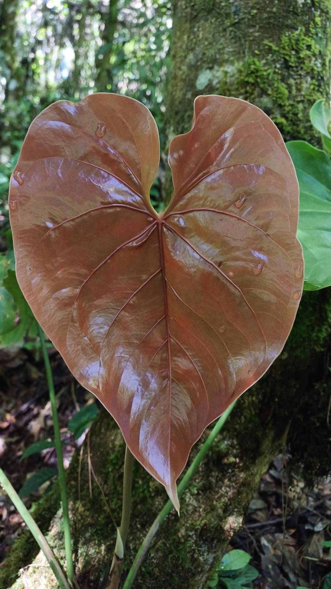 Paraiso Verde Chijou Bagian luar foto