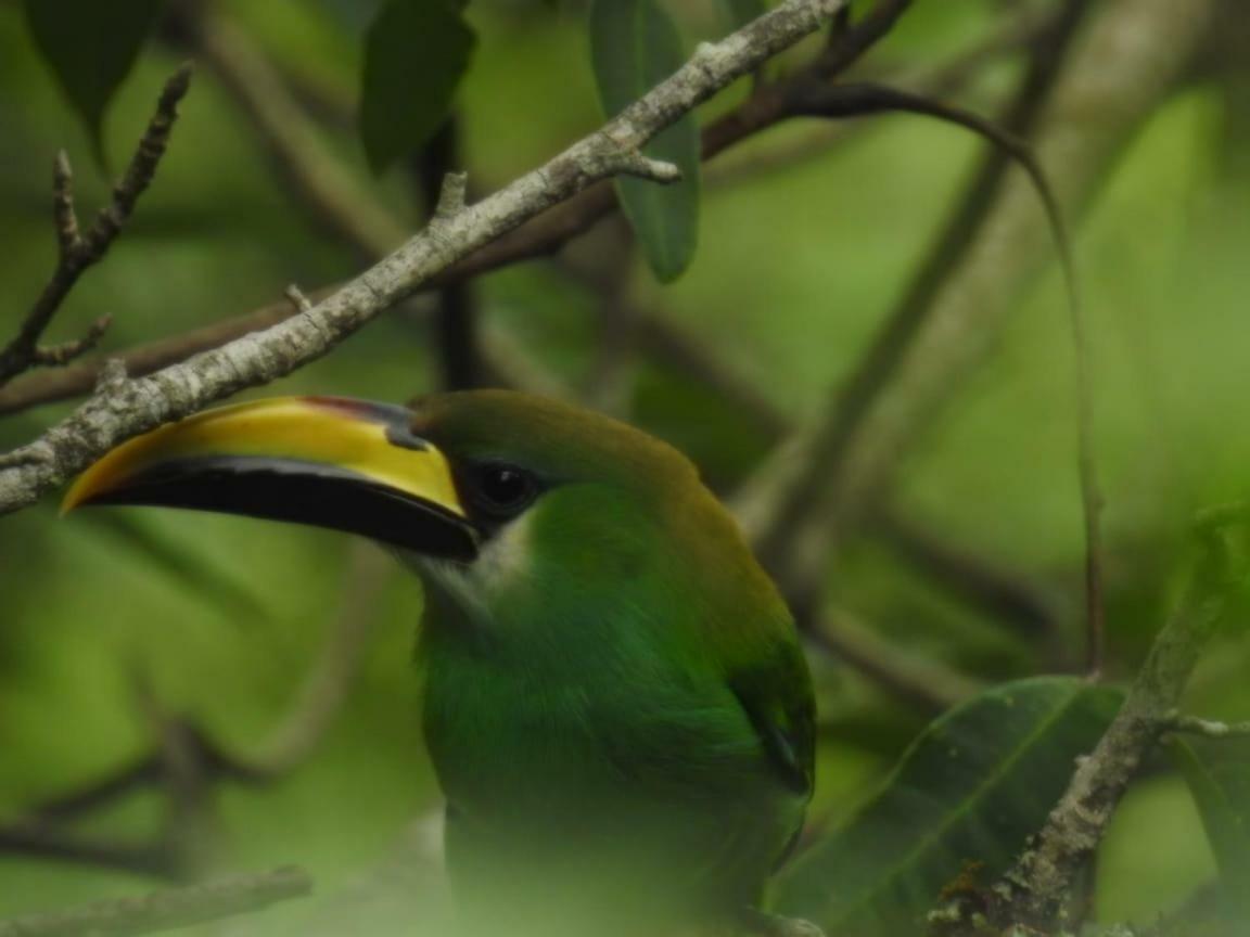 Paraiso Verde Chijou Bagian luar foto